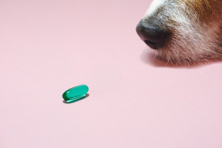 Gabapentina para perros: usos y dosis