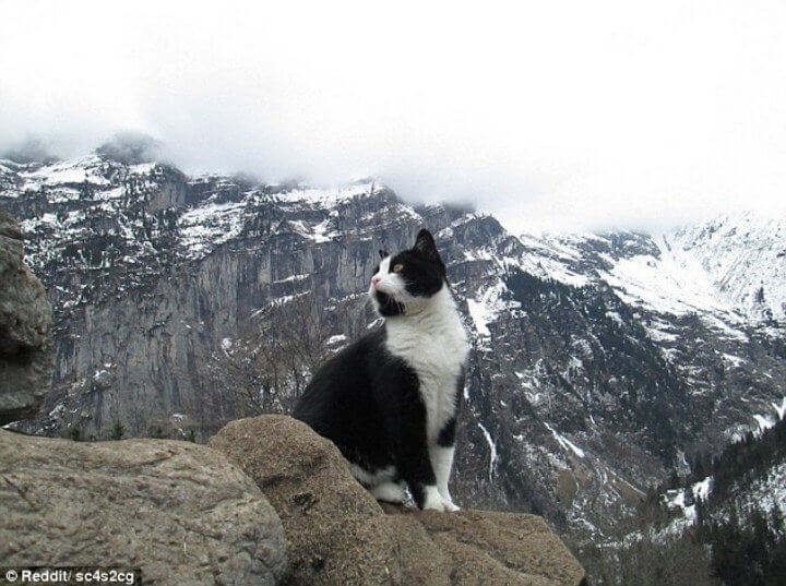 Hombre extraviado en una montaña de Suiza fue guiado por un gato