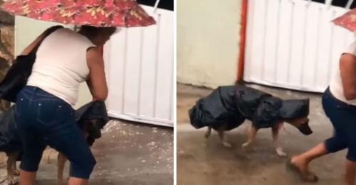Mujer hace impermeable con bolsas a su perrito para resguardarlo de la lluvia