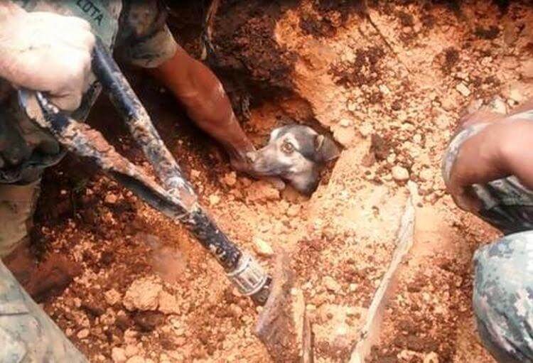 Milagroso rescate: perrito sobrevivió bajo tierra 18 horas