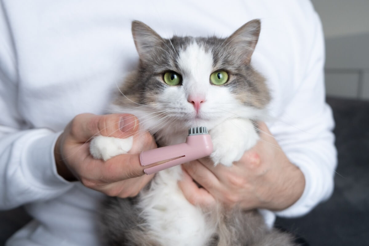 Enfermedades bucales más comunes en gatos
