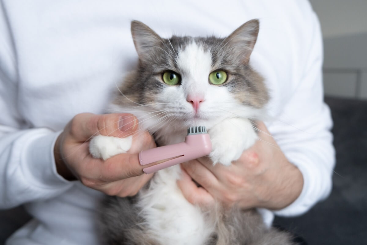 Un ejemplo de las enfermedades bucales comunes en gatos.