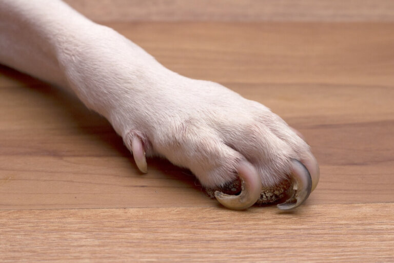 ¿Debo operar los espolones de mi perro?