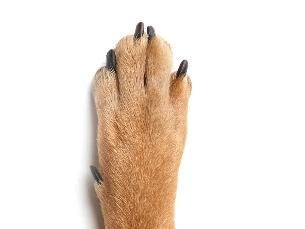 El espolón de un perro sobre un fondo blanco.