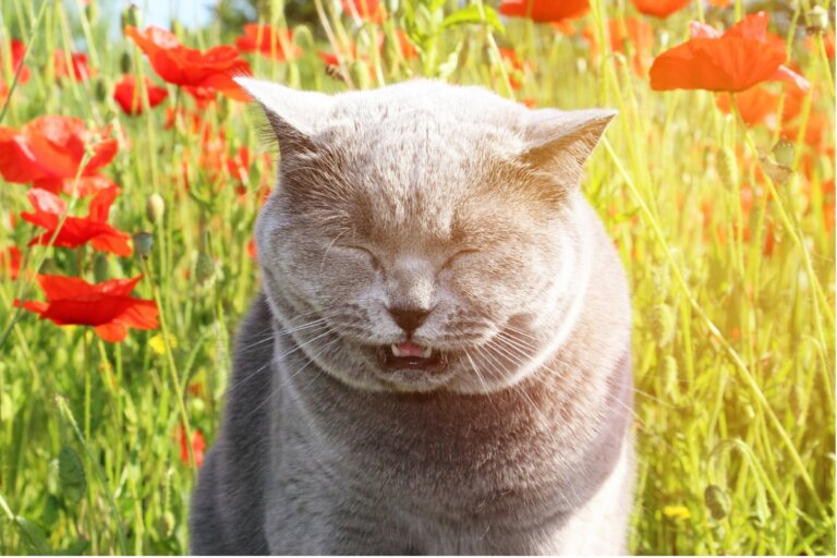 Estornudo inverso en gatos: síntomas y tratamiento