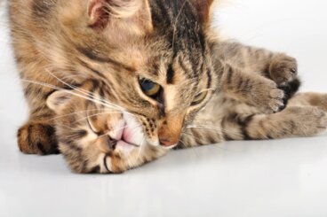 ¿Por qué las gatas trasladan a sus gatitos?