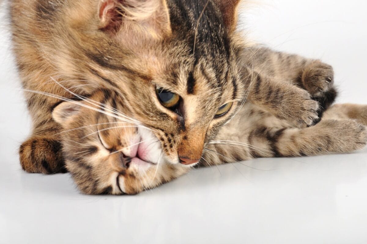 ¿Por qué las gatas cogen a los gatitos?