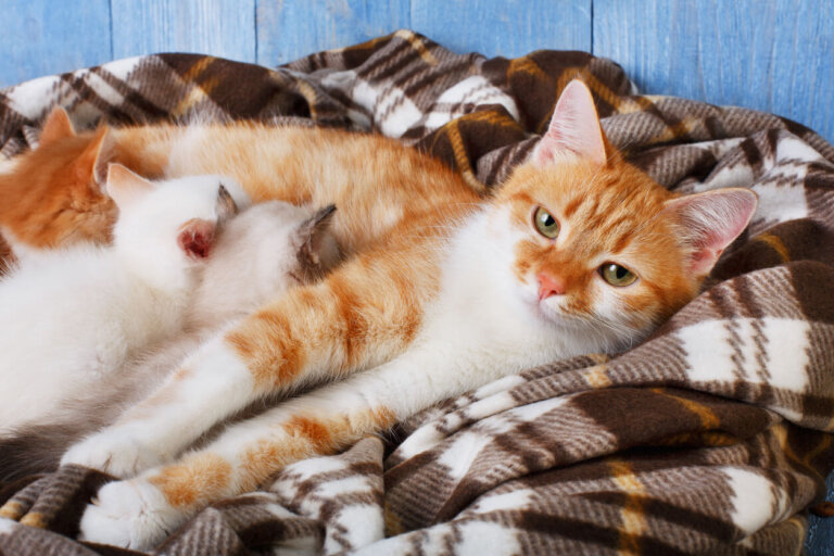¿Cuánto dura el parto de una gata?