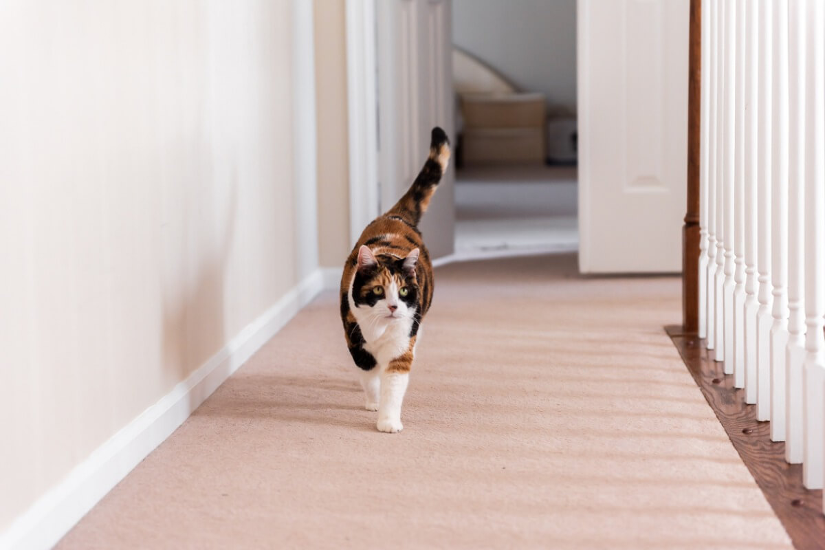 ¿Los gatos en casa necesitan estimulación sensorial?