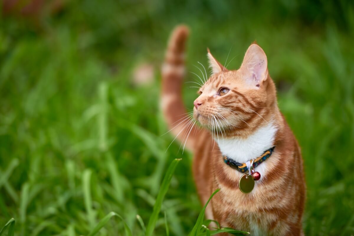 Mi gato agita la cola: ¿a qué se debe?