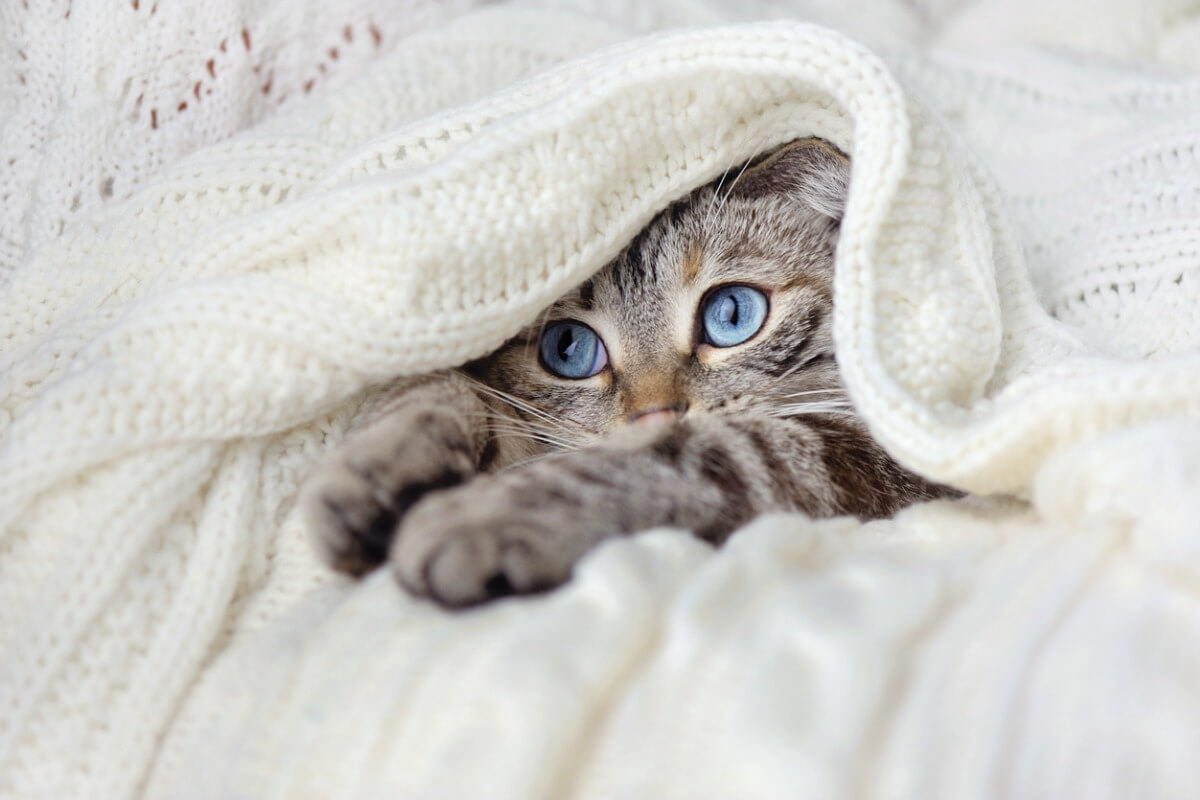 Un chat pétrit une couverture.