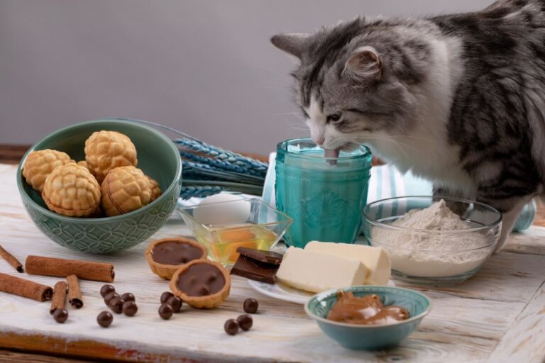 ¿La avena es buena para los gatos?