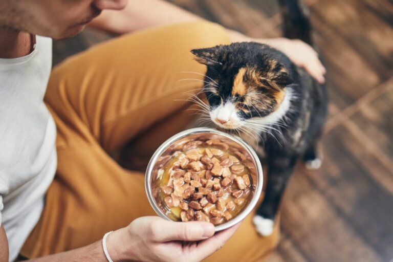 ¿Cuántas veces al día debe comer tu gato?