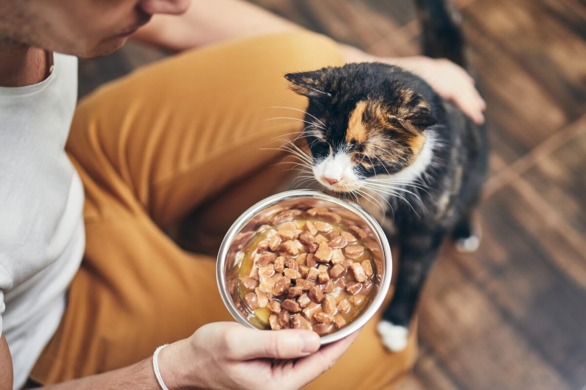 Perché il mio gatto non mangia da solo?