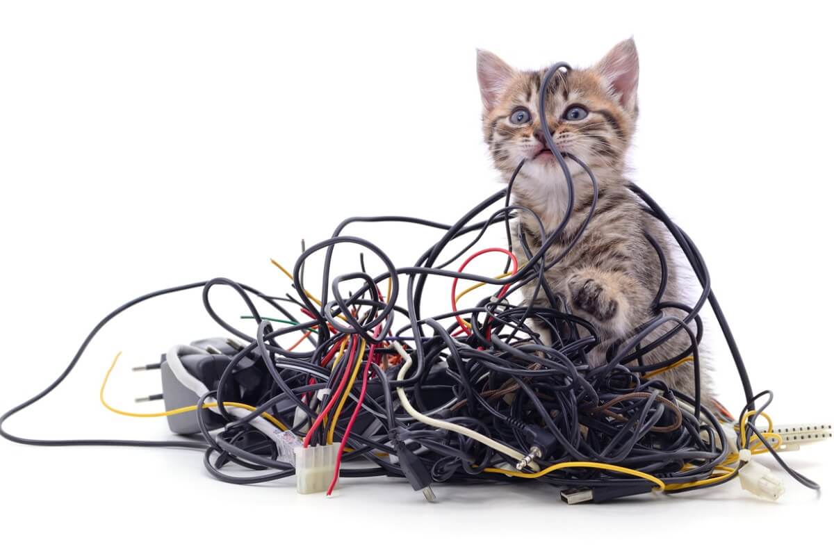 Un gatto morde dei fili.