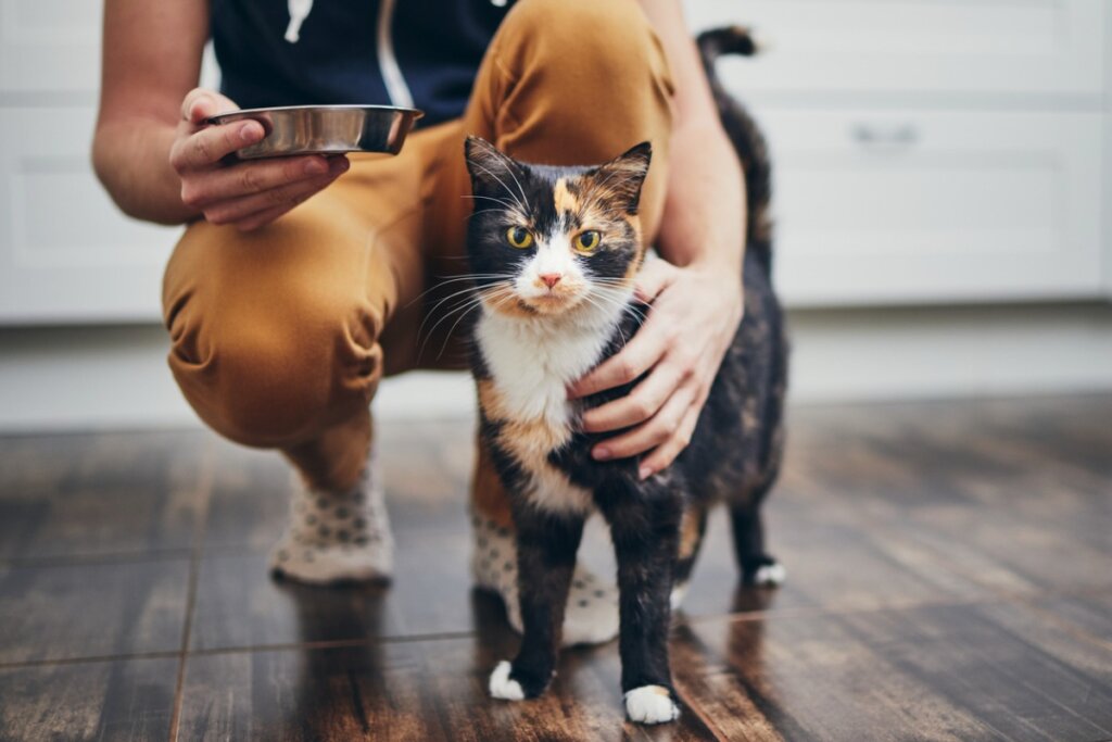 ¿Por qué mi gato quiere que lo acompañe a comer?