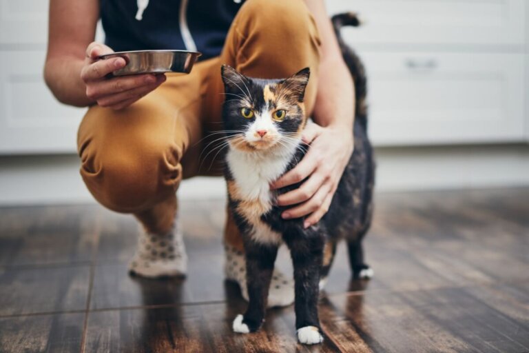 ¿Por qué mi gato saca la comida del comedero?
