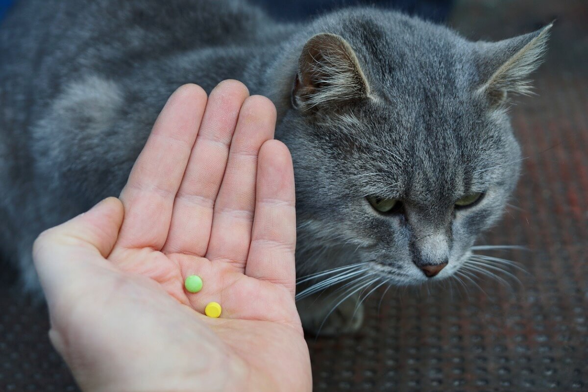 Um gato consumindo comprimidos.