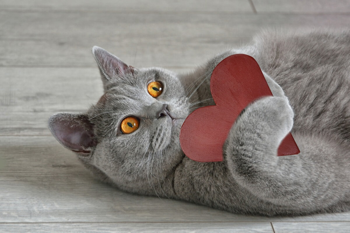 Un gatto con un cuore tra le zampe.