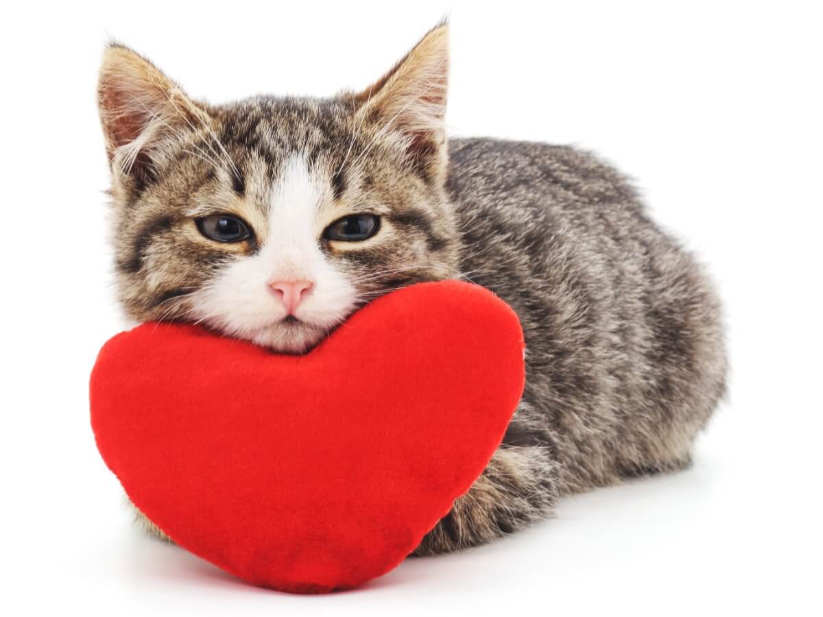 ¿Sabes lo que es la cardiomiopatía hipertrófica felina?
