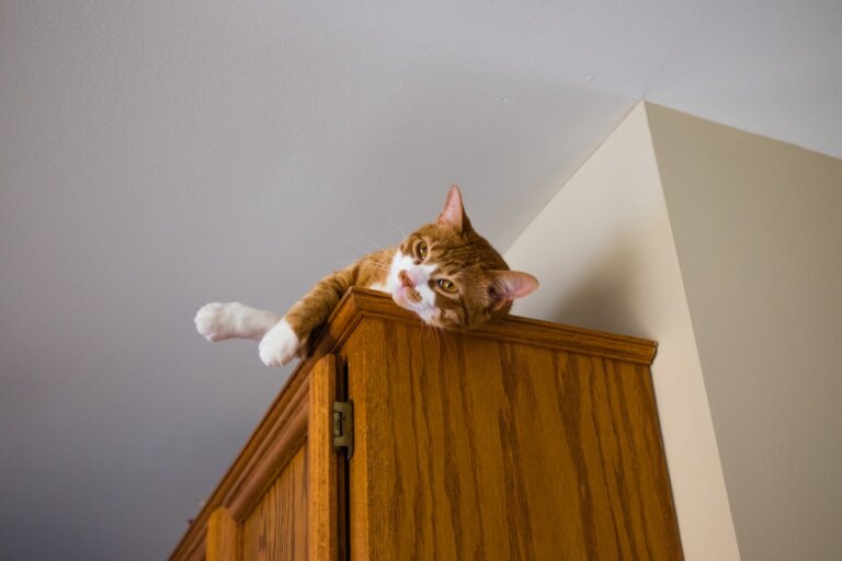 ¿Por qué los gatos aman dormir en lugares altos?