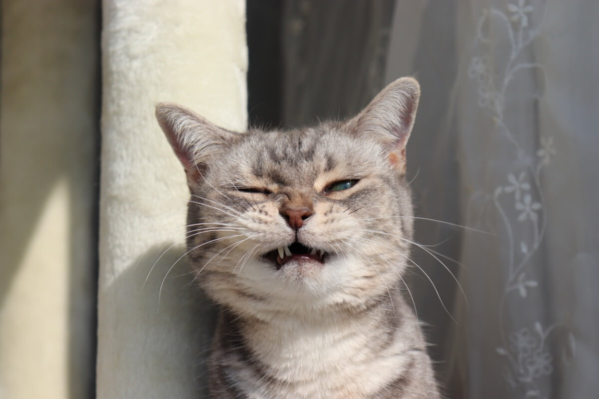 Un gato a punto de estornudar.