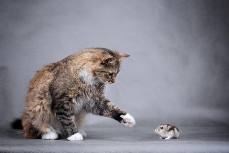 Convivencia entre el gato y el hámster: ¿es posible?