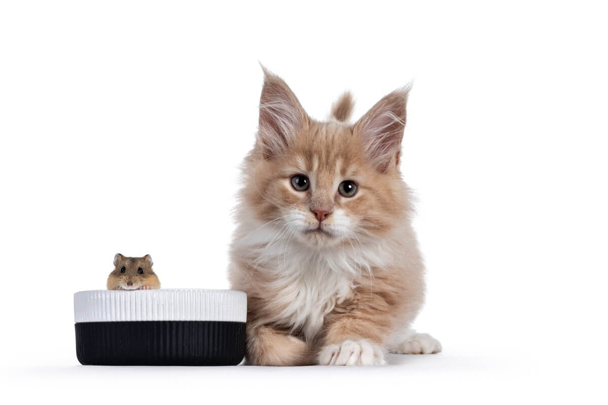 Un gato y un hámster sobre un fondo blanco.