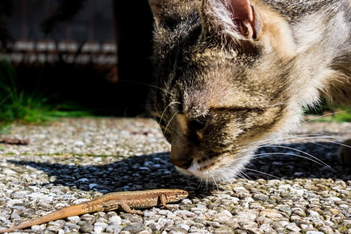 Um gato cheirando um réptil selvagem.