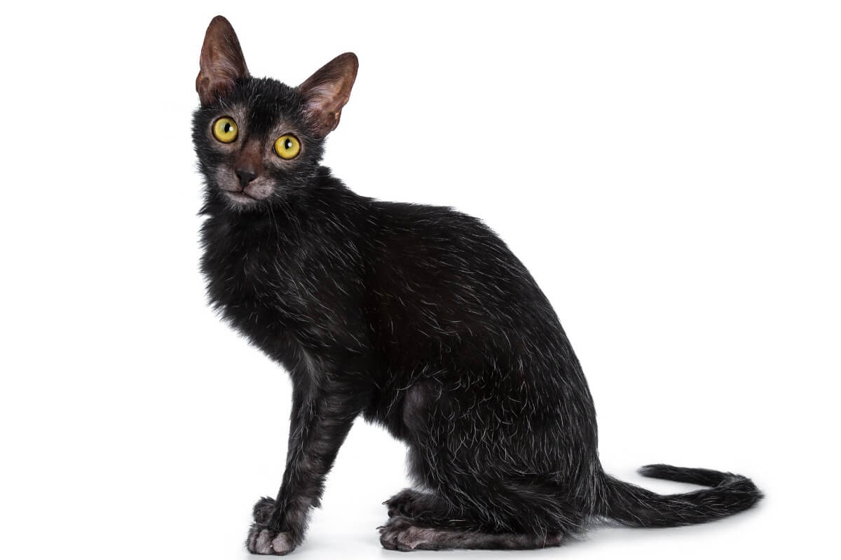 A Lykoi or wolf cat.