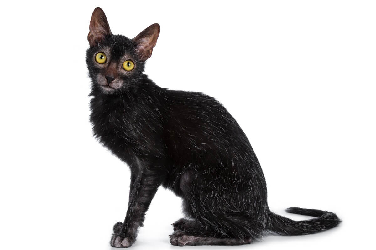 Lykoi veya kurt kedisi.