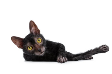 Lykoi o gato lobo: todo sobre esta raza