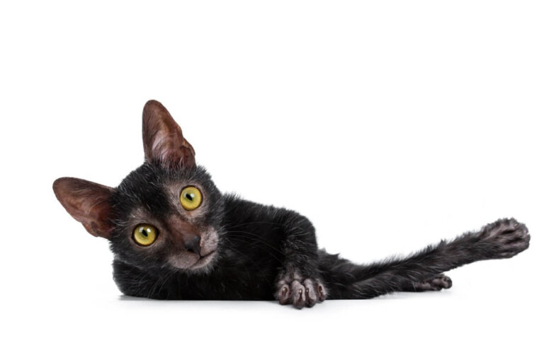 Lykoi o gato lobo: todo sobre esta raza