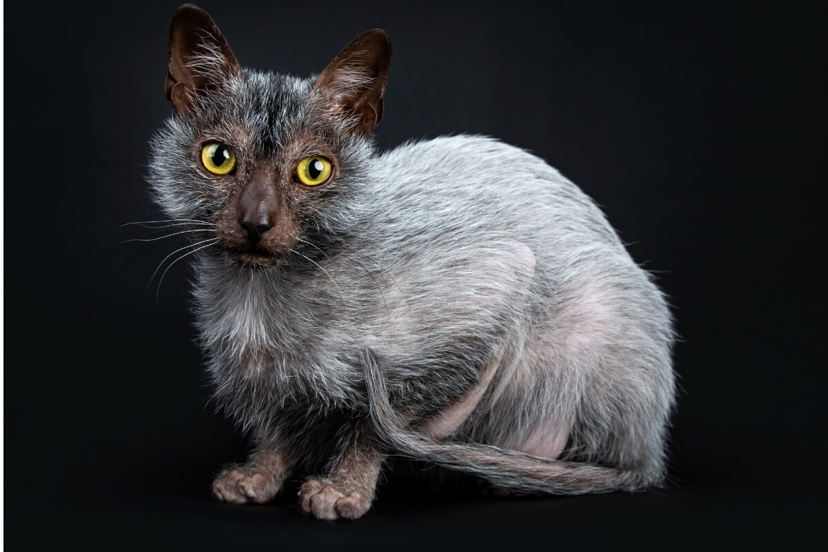 A Lykoi or wolf cat.