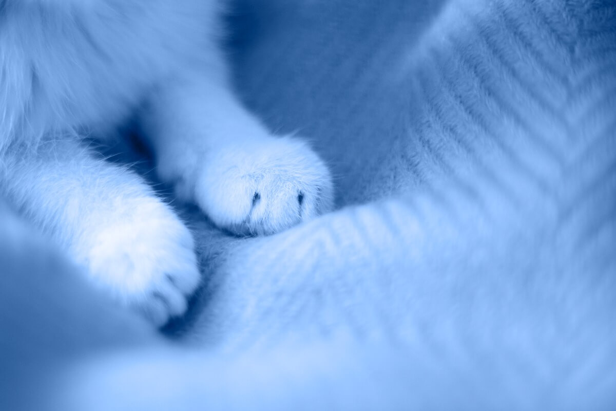 Un gatto impasta una coperta.
