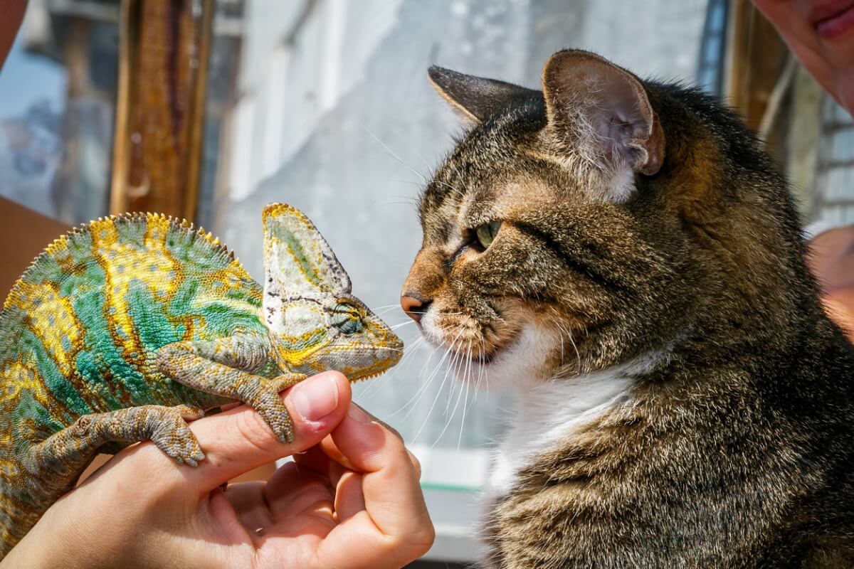 Gatos y reptiles exóticos: ¿es posible la convivencia?