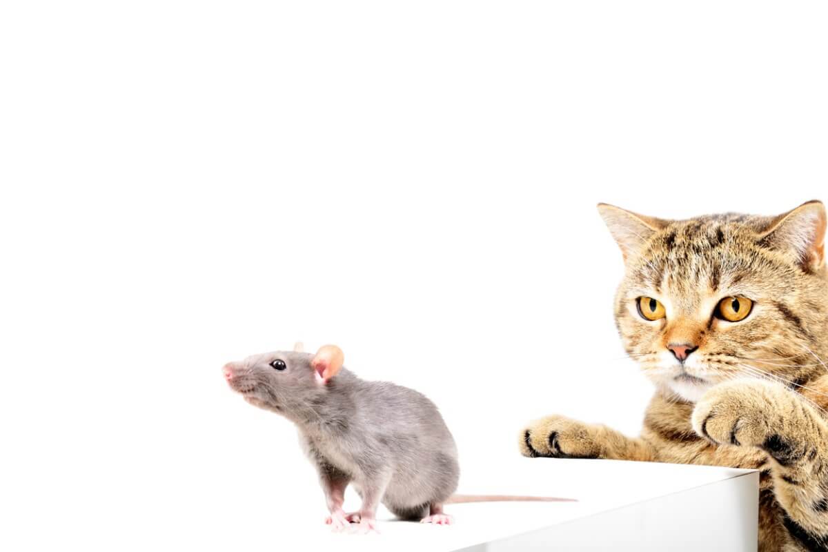 Un gato acecha a una rata.