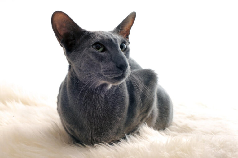 Gato oriental de pelo corto: todo sobre esta raza