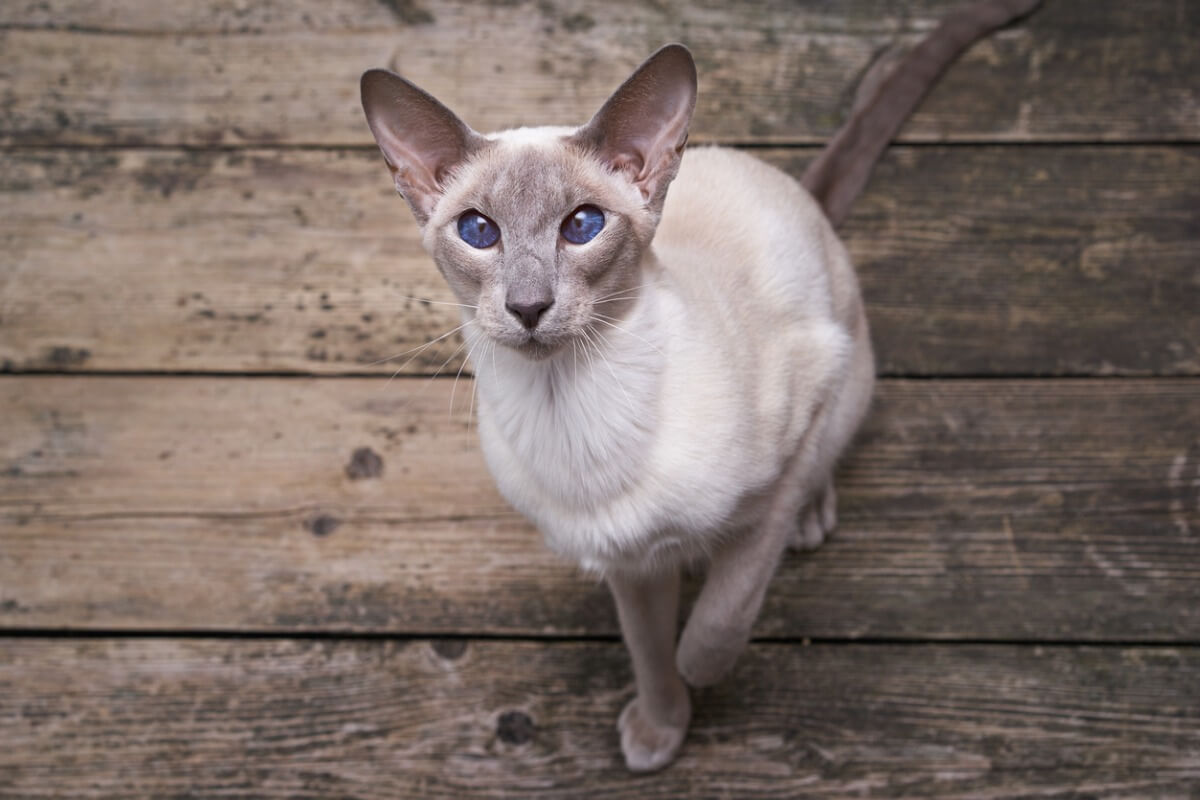 Um gato oriental de pelo curto em um chão de madeira.