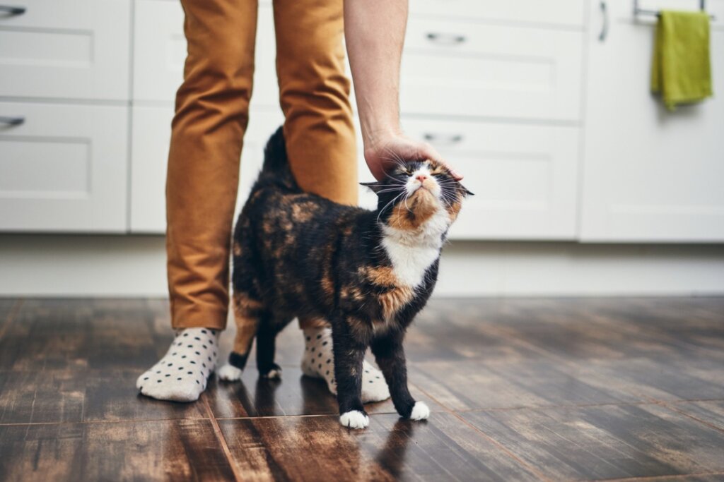 ¿Por qué los gatos se pasean entre las piernas?