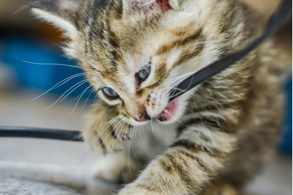 Un gato pequeño muerde un grupo de cables.