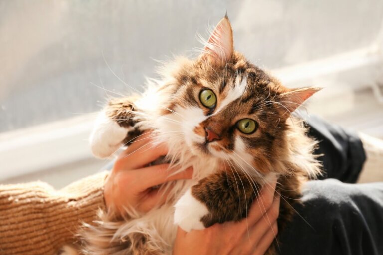 31 nombres mexicanos para gatos y su significado