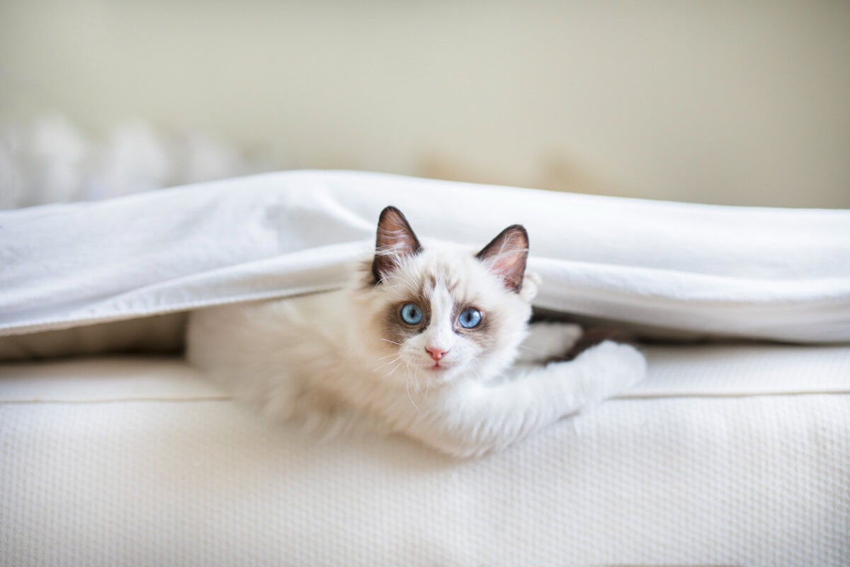 Um gato ragdoll em sua cama.