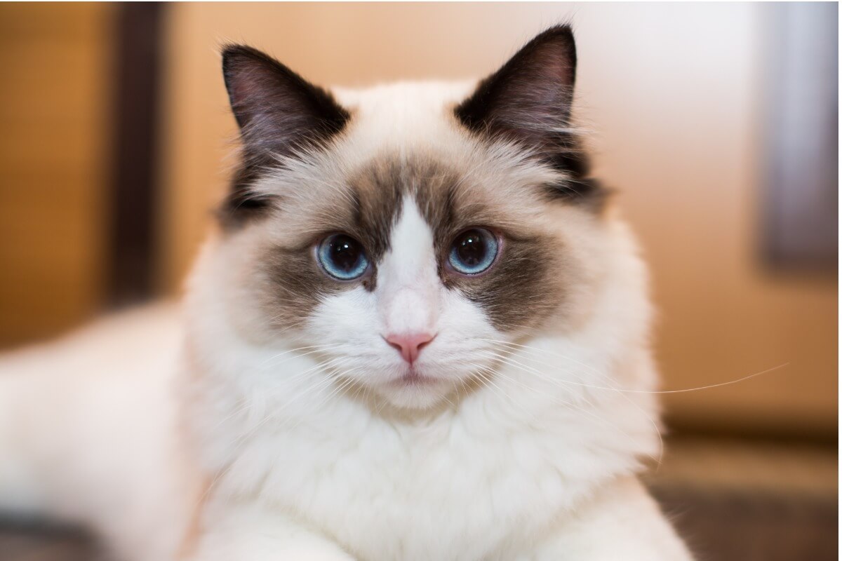 ¿Conoces las enfermedades más comunes del gato ragdoll?