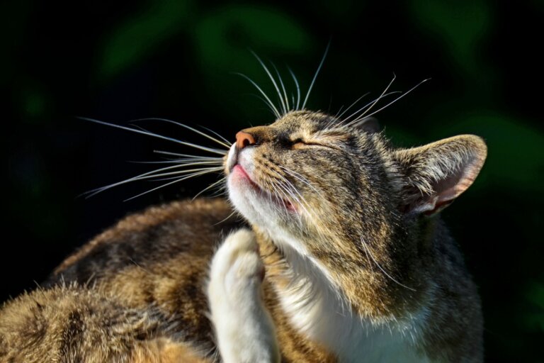 Credelio para gatos: dosis y efectos secundarios