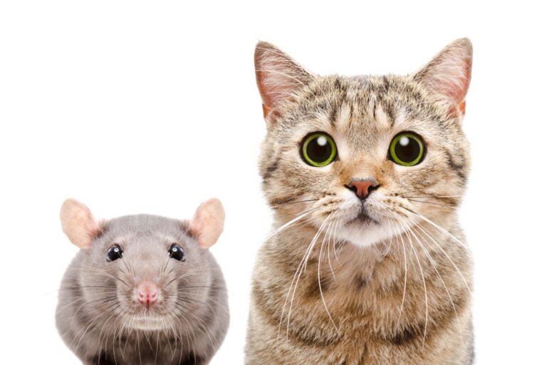 Enfermedades que transmiten las ratas a los gatos