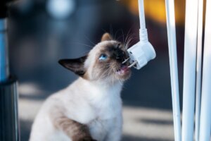 Cómo evitar que mi gato muerda los cables de casa
