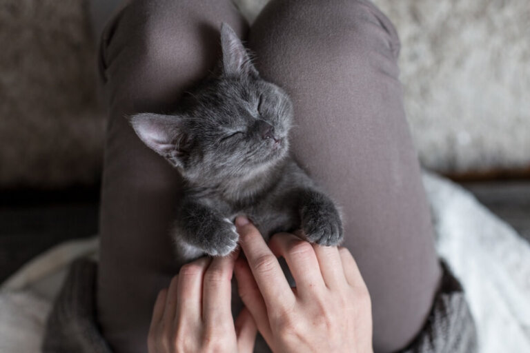 ¿A los gatos les gusta que les soben la panza?