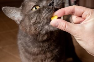 Micralax para gatos: usos y contraindicaciones