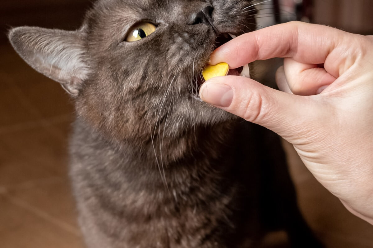 A cat with a pill.